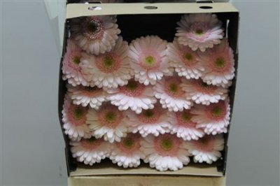 Gerbera Mi Diamond Bridal Kimsey