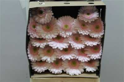 Gerbera Mi Diamond Bridal Kimsey