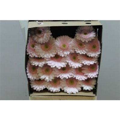 Gerbera Mi Diamond Bridal Kimsey