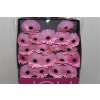 Gerbera Mi Diamond Brocante