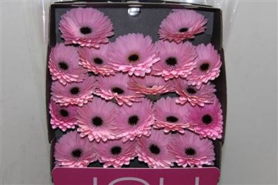 Gerbera Mi Diamond Brocante