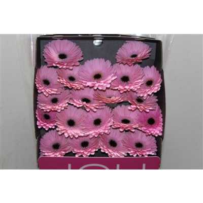 Gerbera Mi Diamond Brocante