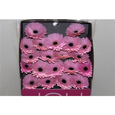 Gerbera Mi Diamond Brocante