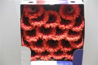 Gerbera Mi Diamond Brunhilde
