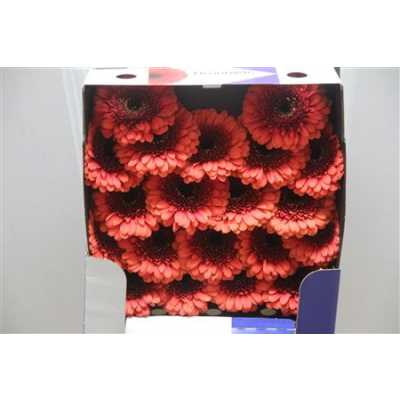 Gerbera Mi Diamond Brunhilde
