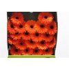Gerbera Mi Diamond Bueno