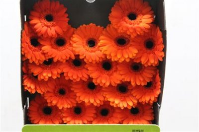 Gerbera Mi Diamond Bueno