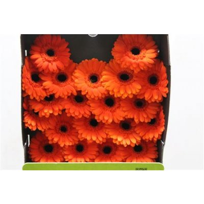 Gerbera Mi Diamond Bueno