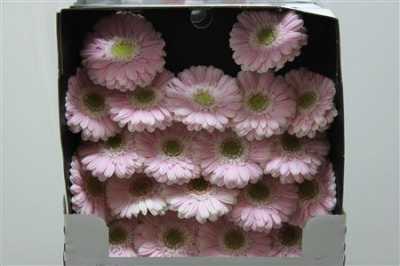 Gerbera Mi Diamond Cabaret