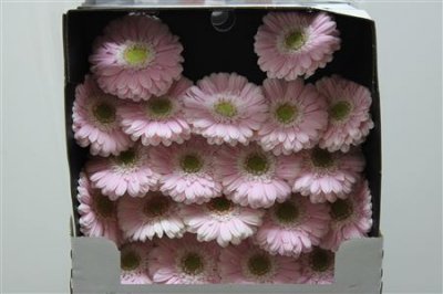 Gerbera Mi Diamond Cabaret
