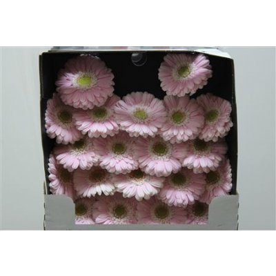 Gerbera Mi Diamond Cabaret