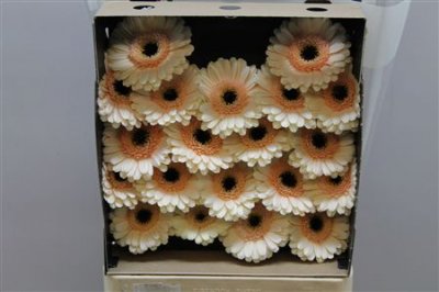 Gerbera Mi Diamond Cafe