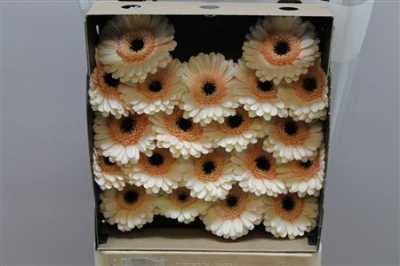 Gerbera Mi Diamond Cafe
