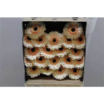 Gerbera Mi Diamond Cafe