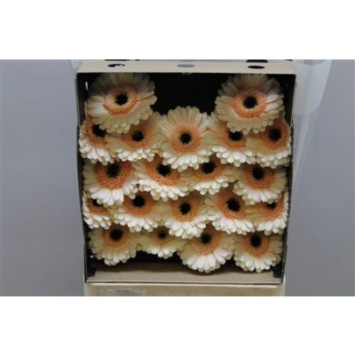 Gerbera Mi Diamond Cafe