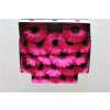 Gerbera Mi Diamond Caprice