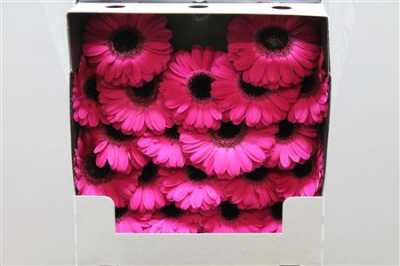 Gerbera Mi Diamond Caprice