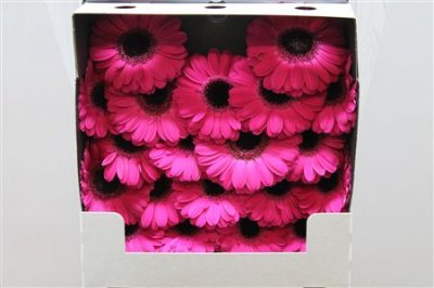 Gerbera Mi Diamond Caprice