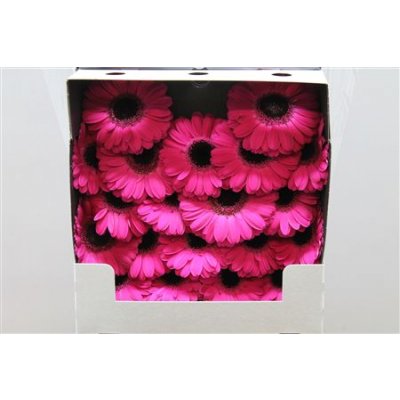 Gerbera Mi Diamond Caprice