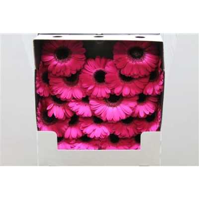 Gerbera Mi Diamond Caprice