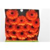 Gerbera Mi Diamond Caramba