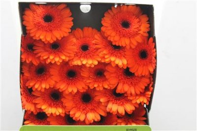 Gerbera Mi Diamond Caramba