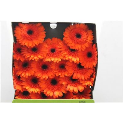 Gerbera Mi Diamond Caramba