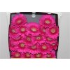 Gerbera Mi Diamond Caressa
