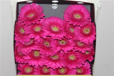 Gerbera Mi Diamond Caressa