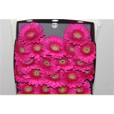 Gerbera Mi Diamond Caressa