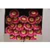 Gerbera Mi Diamond Cassis