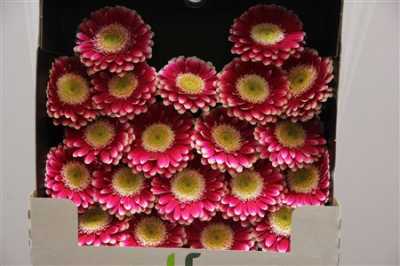 Gerbera Mi Diamond Cassis