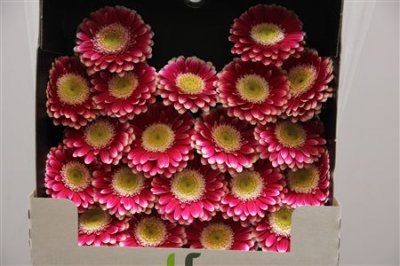 Gerbera Mi Diamond Cassis