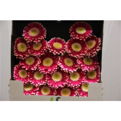 Gerbera Mi Diamond Cassis