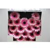 Gerbera Mi Diamond Clarice