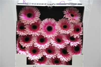 Gerbera Mi Diamond Clarice