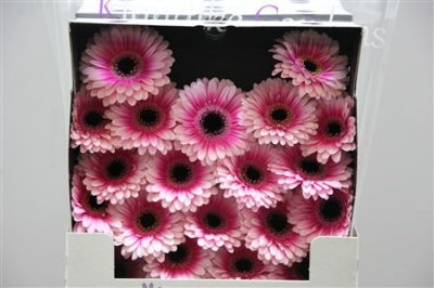 Gerbera Mi Diamond Clarice