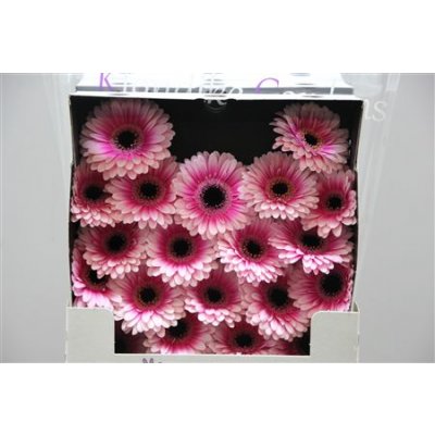 Gerbera Mi Diamond Clarice