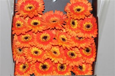 Gerbera Mi Diamond Colori