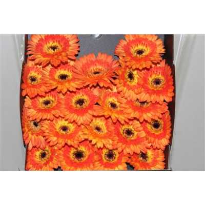 Gerbera Mi Diamond Colori