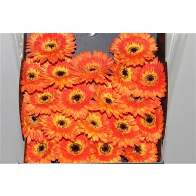 Gerbera Mi Diamond Colori