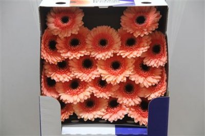 Gerbera Mi Diamond Cookies 'n Cream