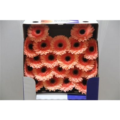 Gerbera Mi Diamond Cookies 'n Cream