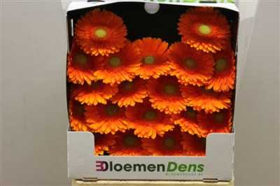 Gerbera Mi Diamond Cuby