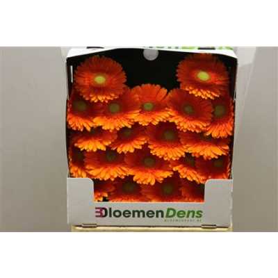 Gerbera Mi Diamond Cuby