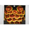 Gerbera Mi Diamond Dali