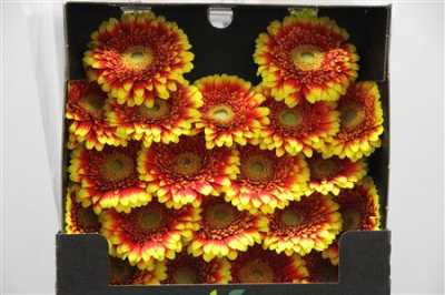 Gerbera Mi Diamond Dali