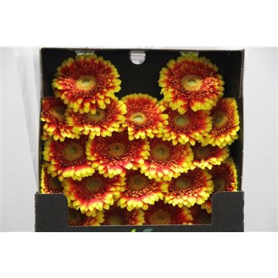 Gerbera Mi Diamond Dali