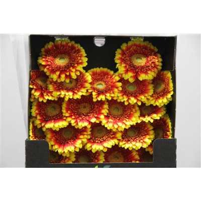 Gerbera Mi Diamond Dali