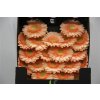 Gerbera Mi Diamond Dalida